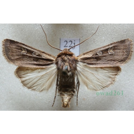 Euxoa obelisca (Denis & Schiffermüller, 1775) Czech22j